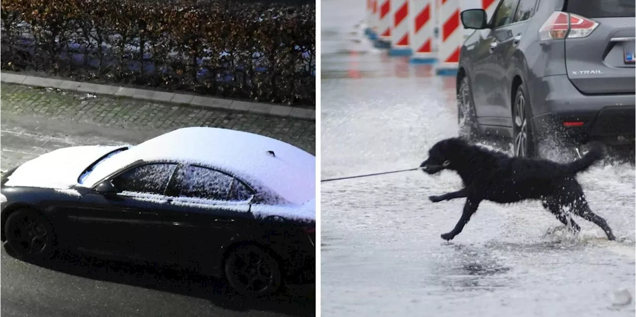 Unbekannter Fahrer zieht Yorkshire Terrier an Leine hinter seinem Auto her