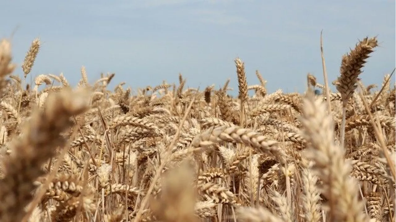 En 2024, les prix alimentaires mondiaux ont baissé de 2% selon la FAO