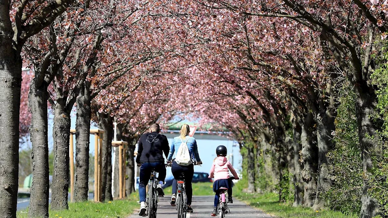 Kürzungen bei Radverkehrsförderung in Sachsen-Anhalt