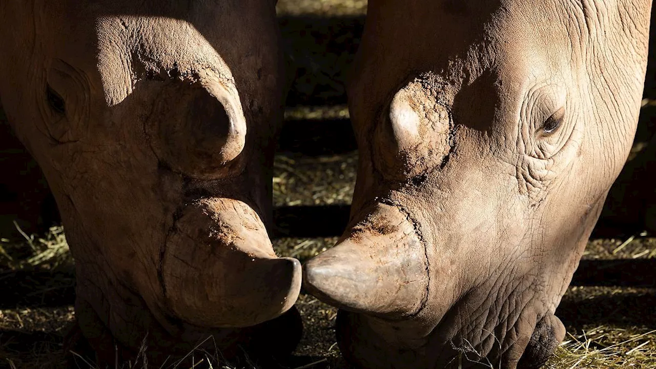 Nashornhaus im Erfurter Zoo wird energetisch saniert