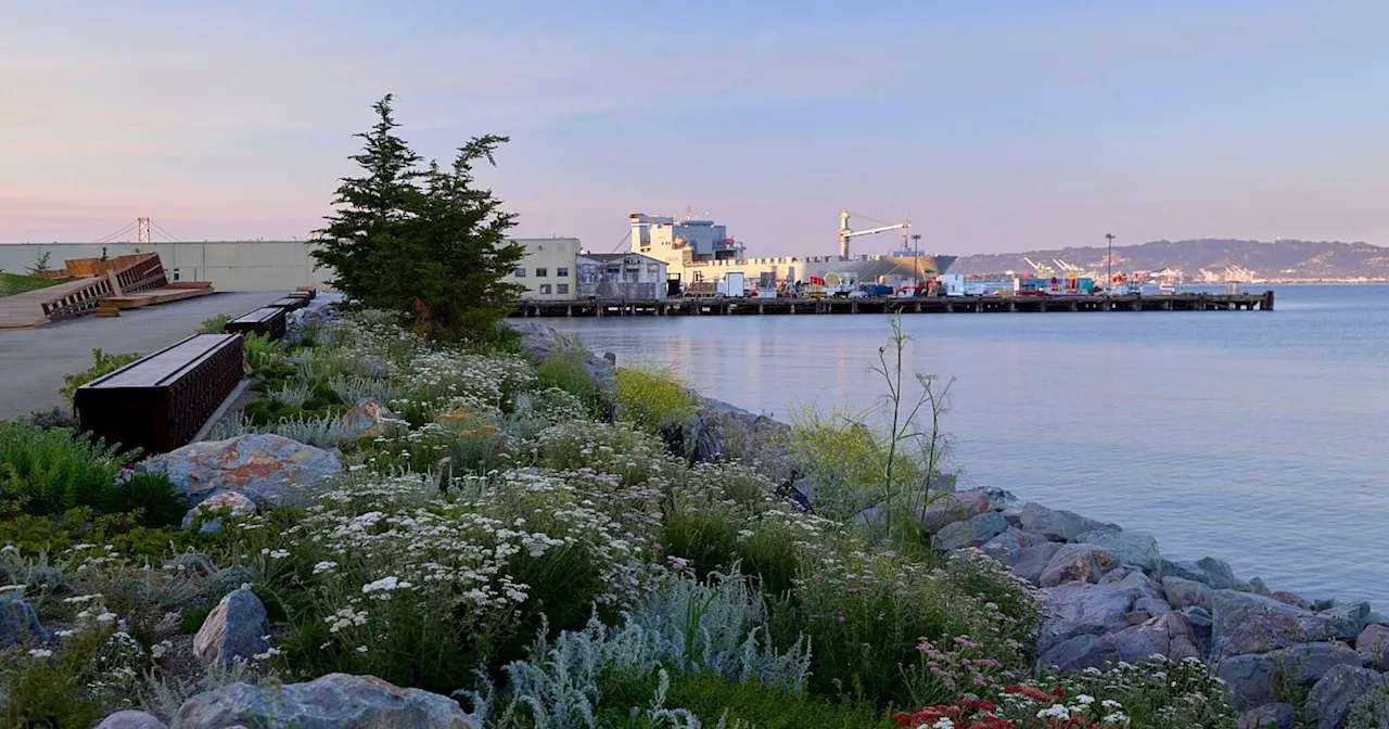 Bayfront Park: neuer Park in San Francisco bietet Blick auf die Stadt und die Bay Area