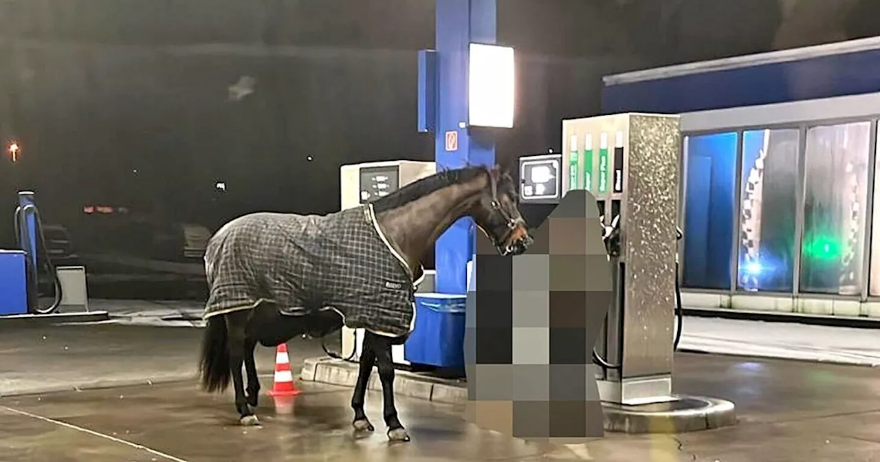 Pferd an der Tankstelle: Frau erklärt nächtlichen Ausflug mit Tier