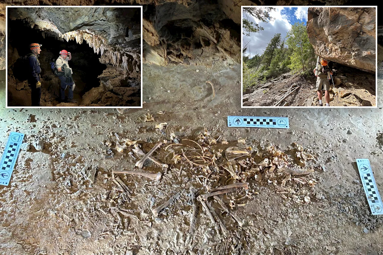 Ice Age Red Fox Skeleton Unearthed in Utah Cave