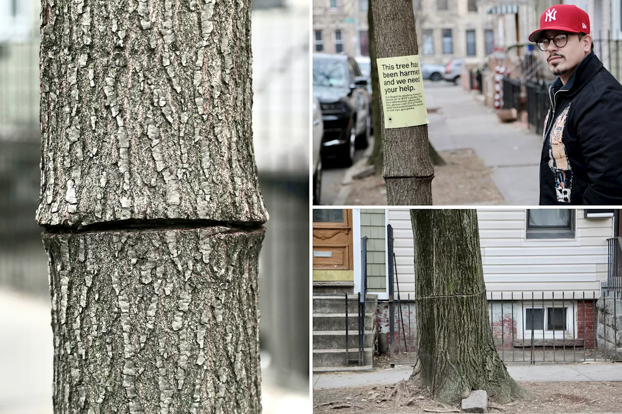 Mystery tree slasher on the loose in Queens following 'attempted arboricide'