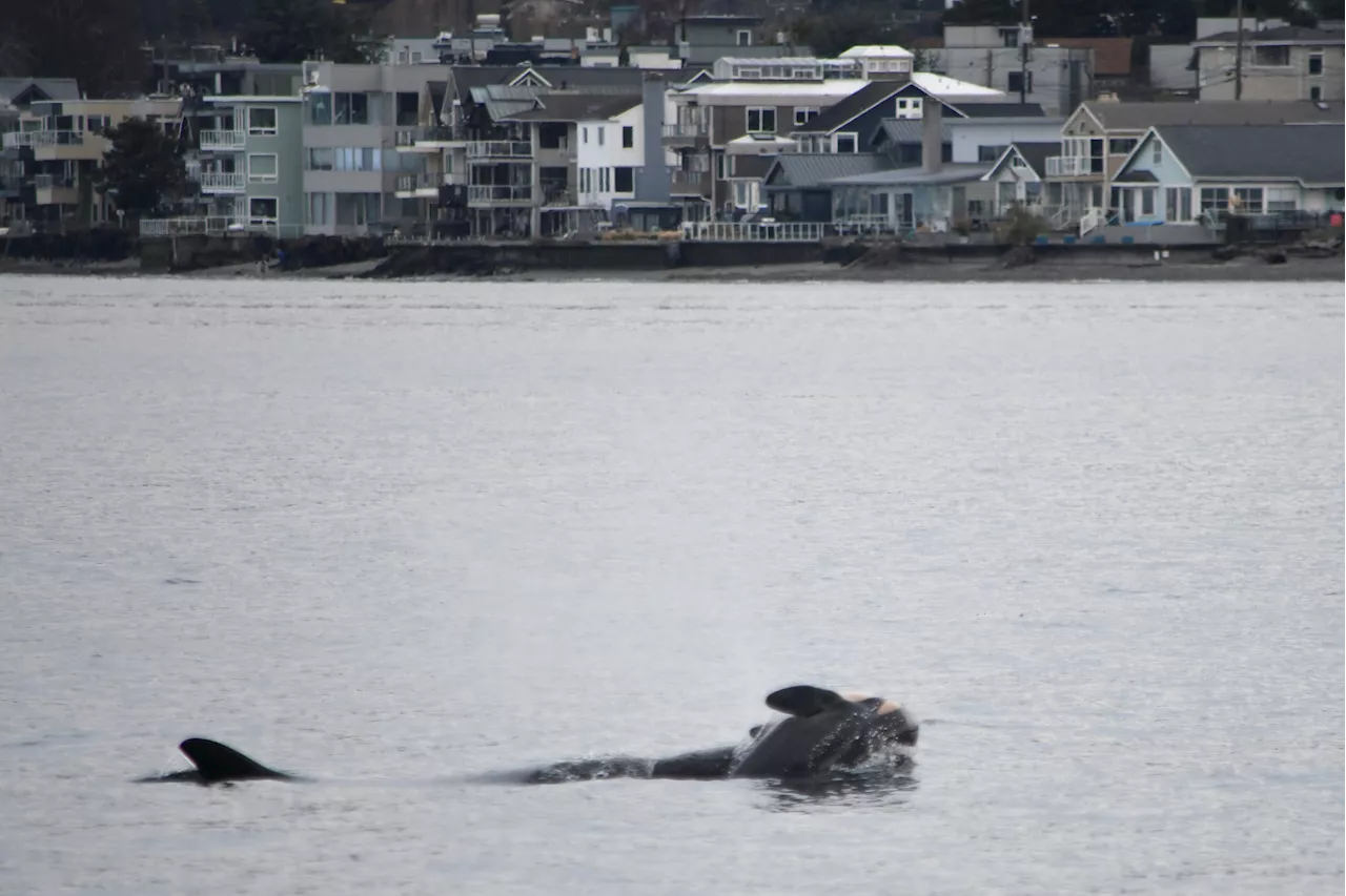 Orca Tahlequah Carries Dead Calf for Days