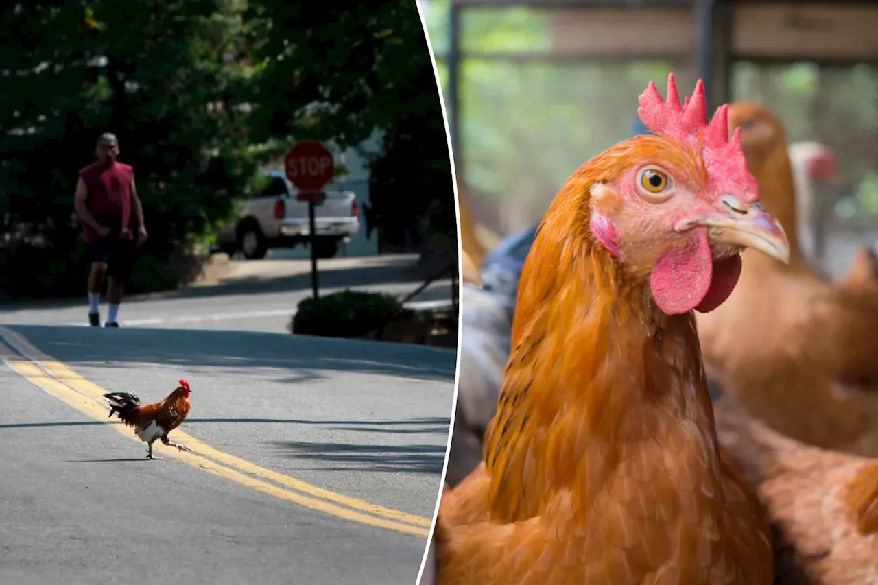 Why Did the Chicken Cross the Road? The Shocking Truth Revealed