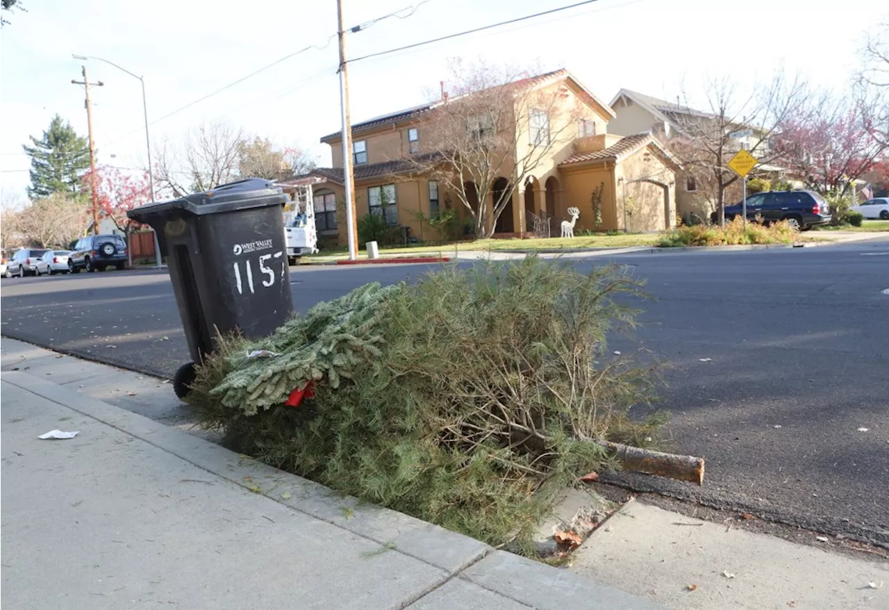 Bay Area Residents Find Eco-Friendly Ways to Dispose of Christmas Trees