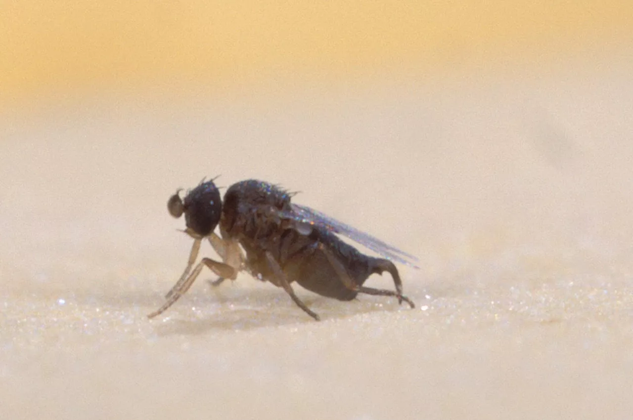 Mushroom Capital Swarmed by Smallest Flies in the World