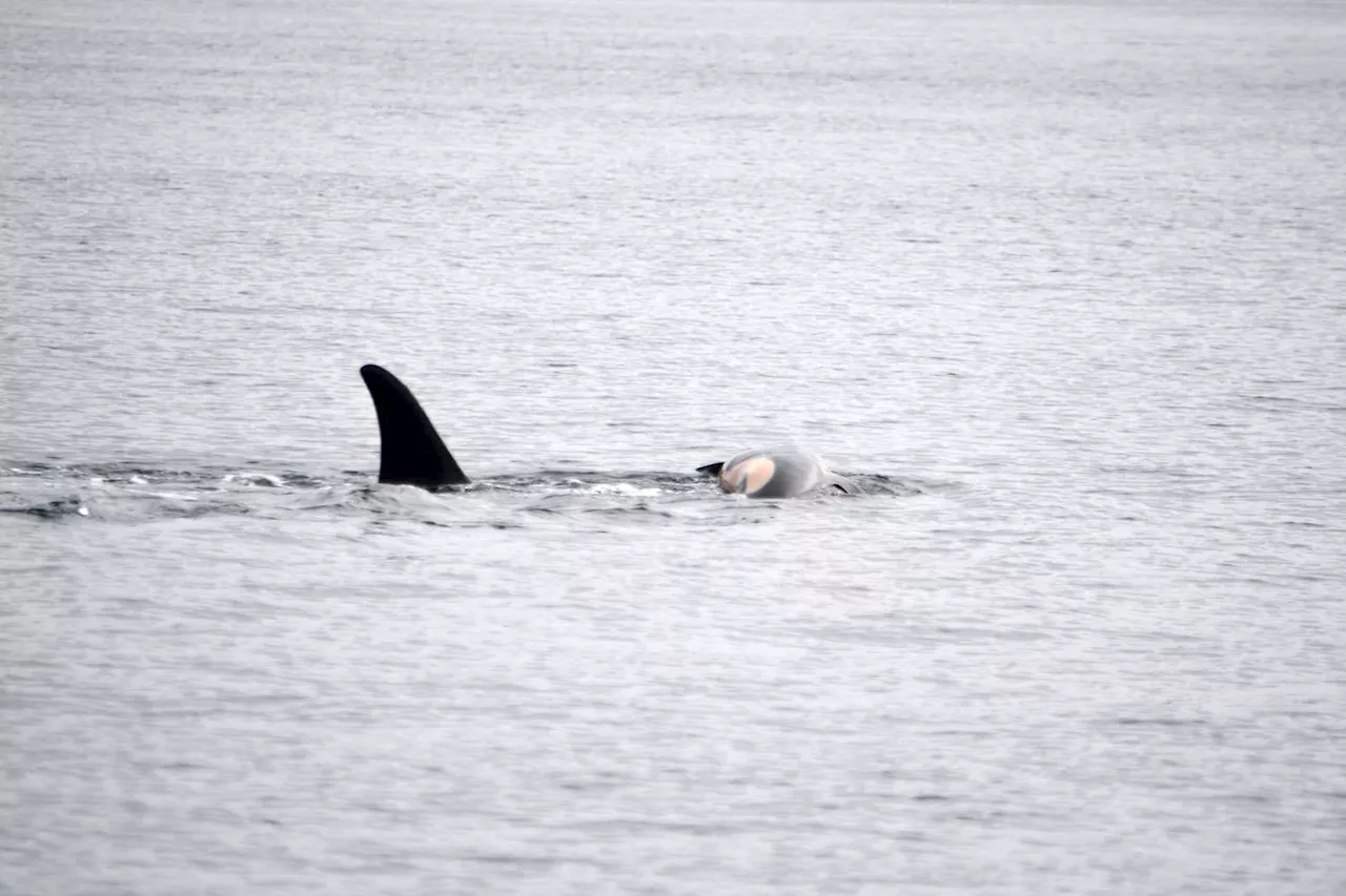 Orca Known for Carrying Dead Calf for 17 Days Grieves Another Loss