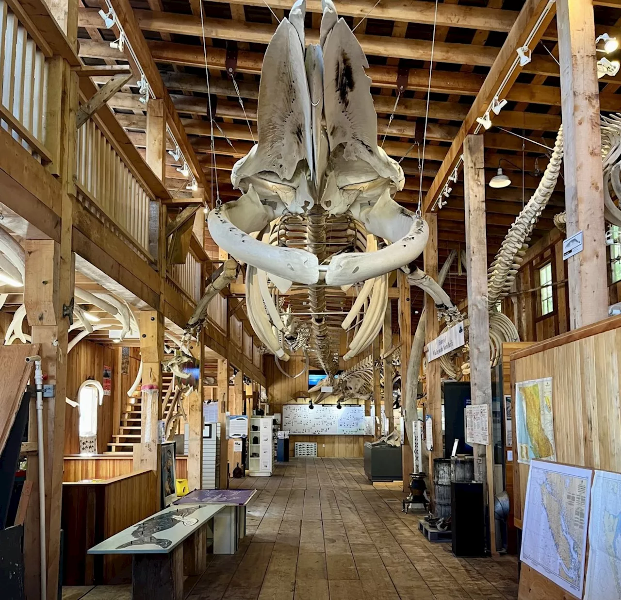 Whale Museum Fire Destroys Decades of Work