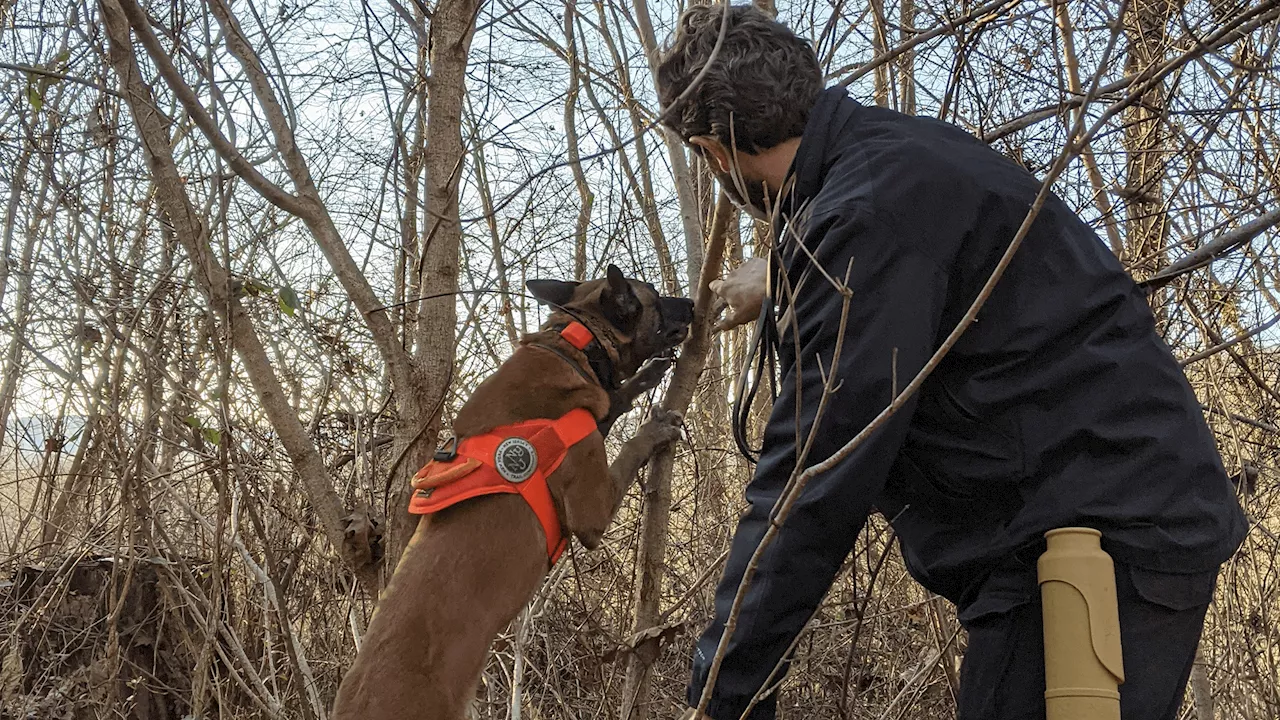 Dogs Sniff Out Spotted Lanternfly Eggs, Proving Superior to Humans