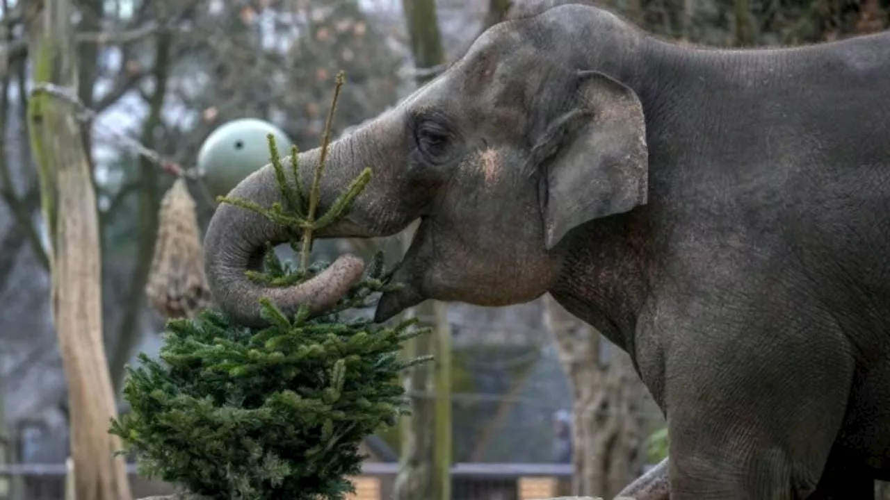 Es Navidad para los elefantes: árboles sin vender son alimento en el zoo de Berlín