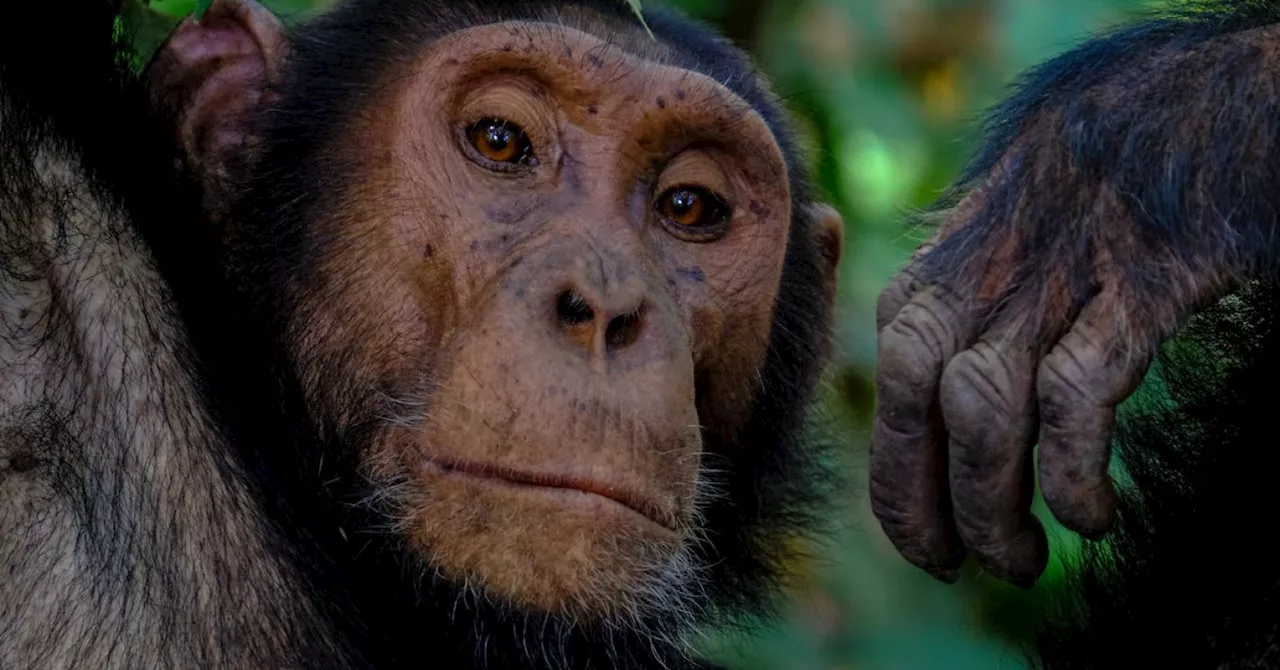 Chimpanzee Hunting Habits Vary by Location and Environment