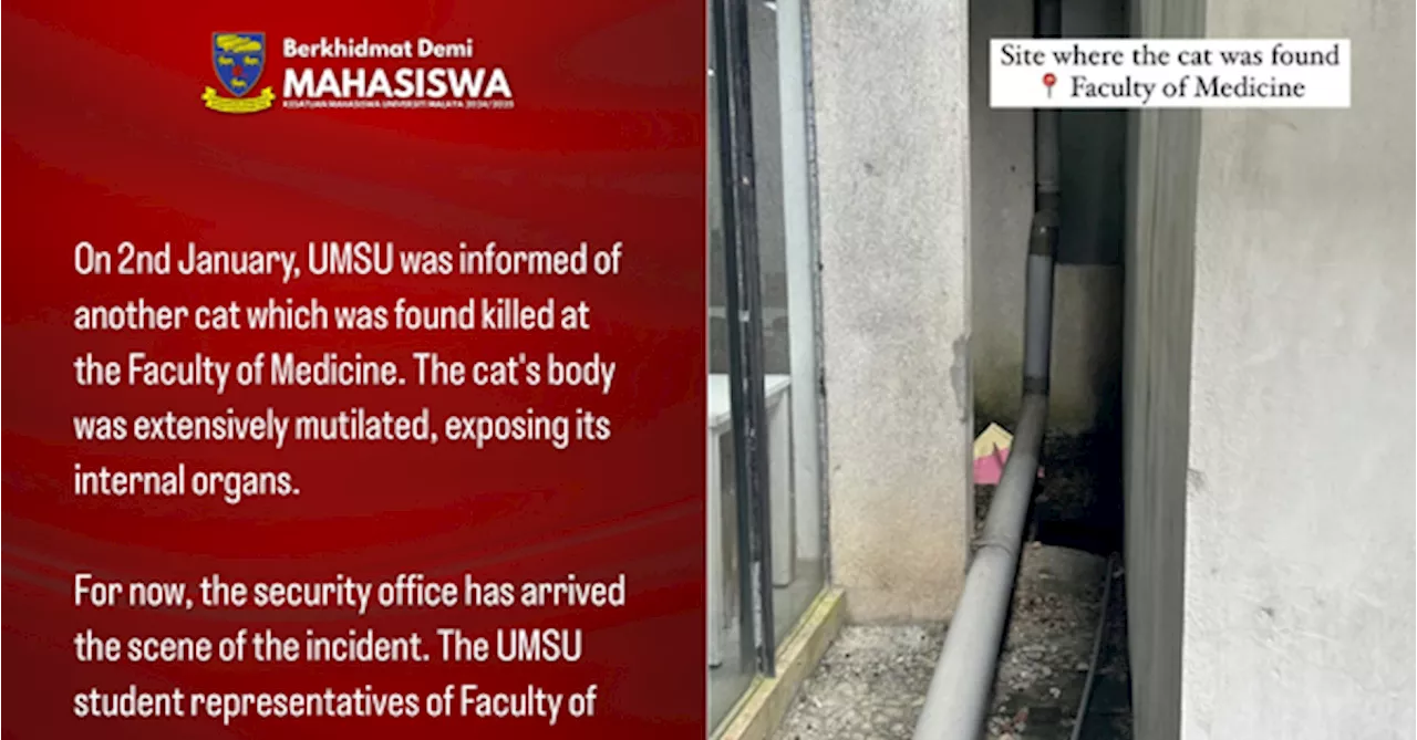 Another Cat Found Gutted and Dismembered on UM Campus