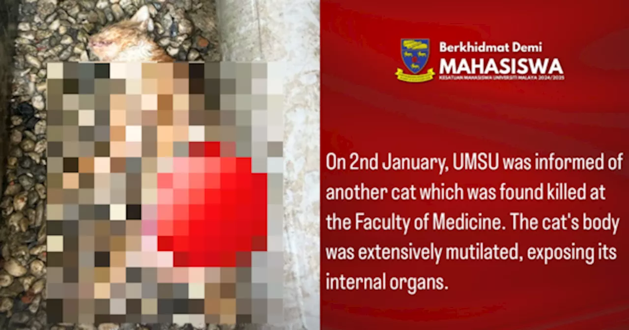 Dead Cat Found Mutilated at Universiti Malaya