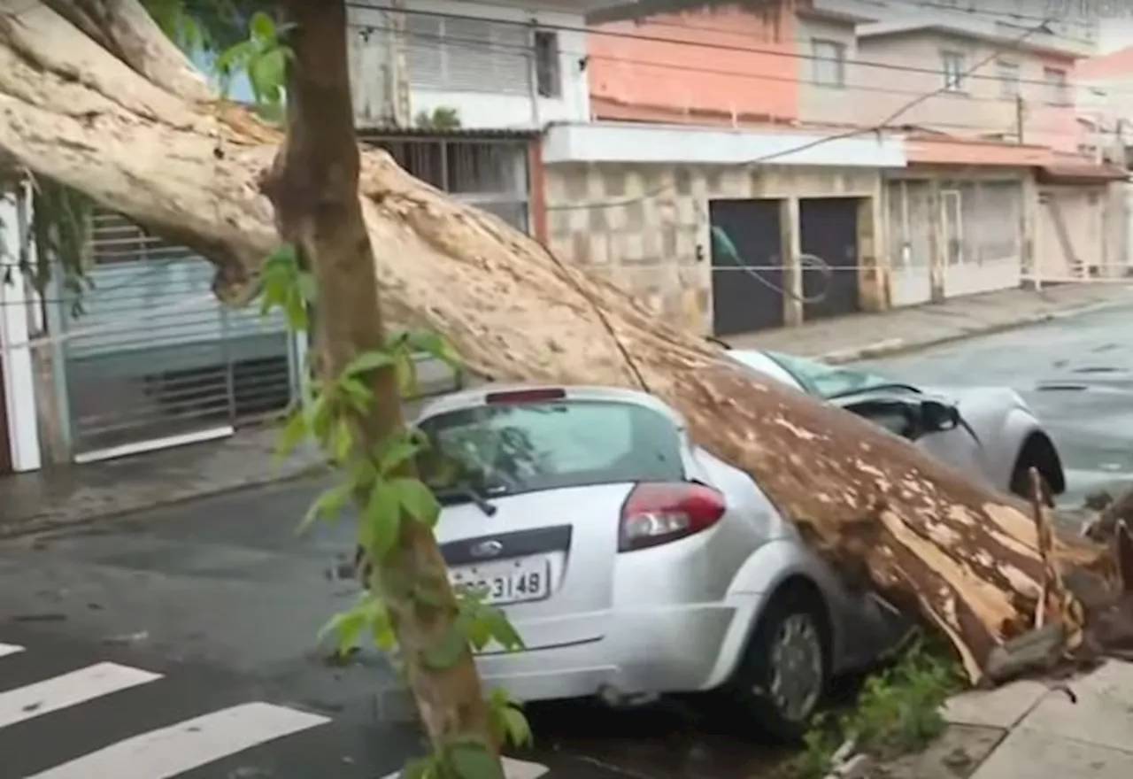 Chuva Forte em São Paulo causa Caidas de Árvore e Desabastecimento de Energia