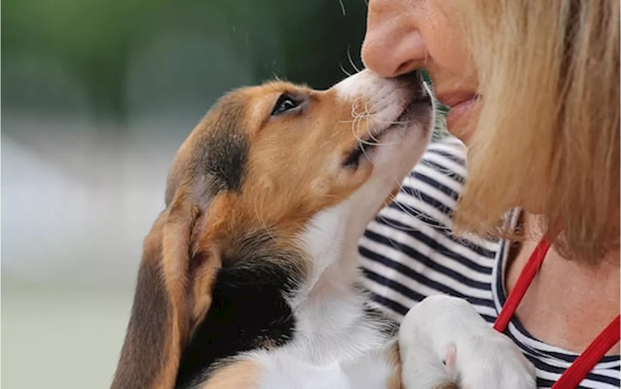 Milano: le Ceneri di Animali Domestici potranno essere Tumulate nei Cimiteri