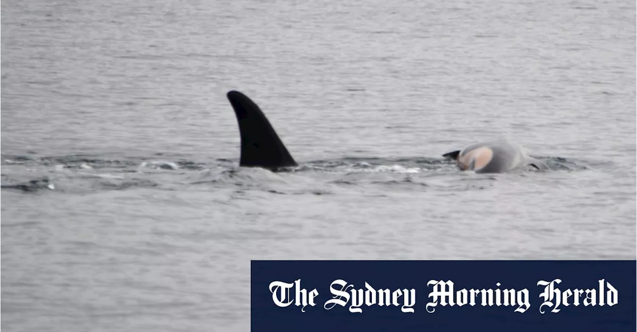 Endangered Orca Carries Dead Calf Again, Displaying Grief