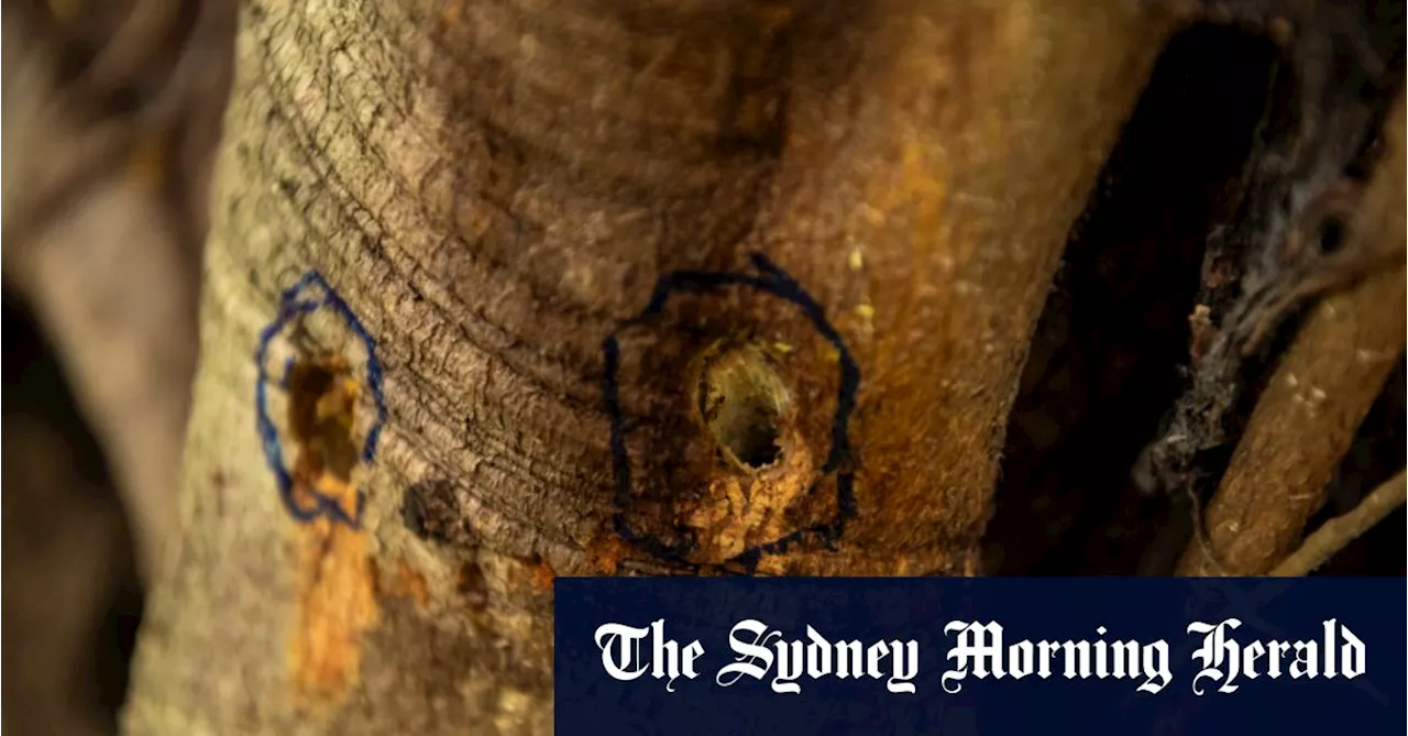 Fight to save Hunters Hill trees after ‘calculated act of vandalism’