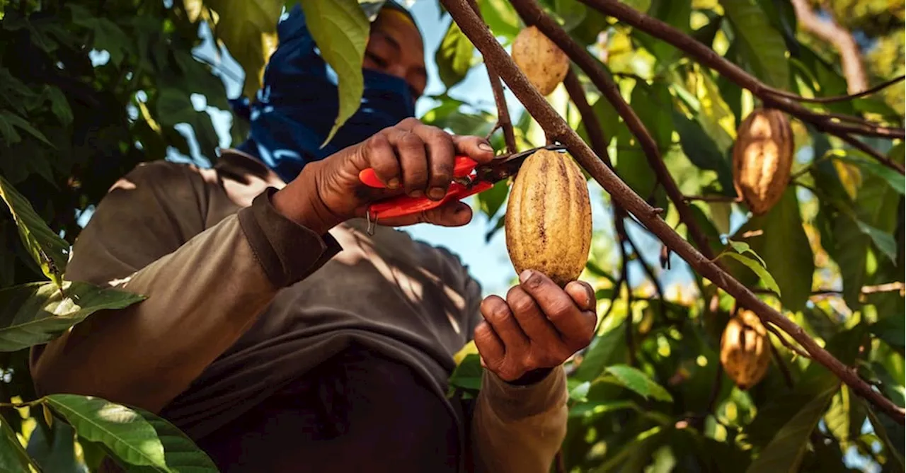 Fabbrica di Cioccolato in Ghana: Un Progetto di Sviluppo