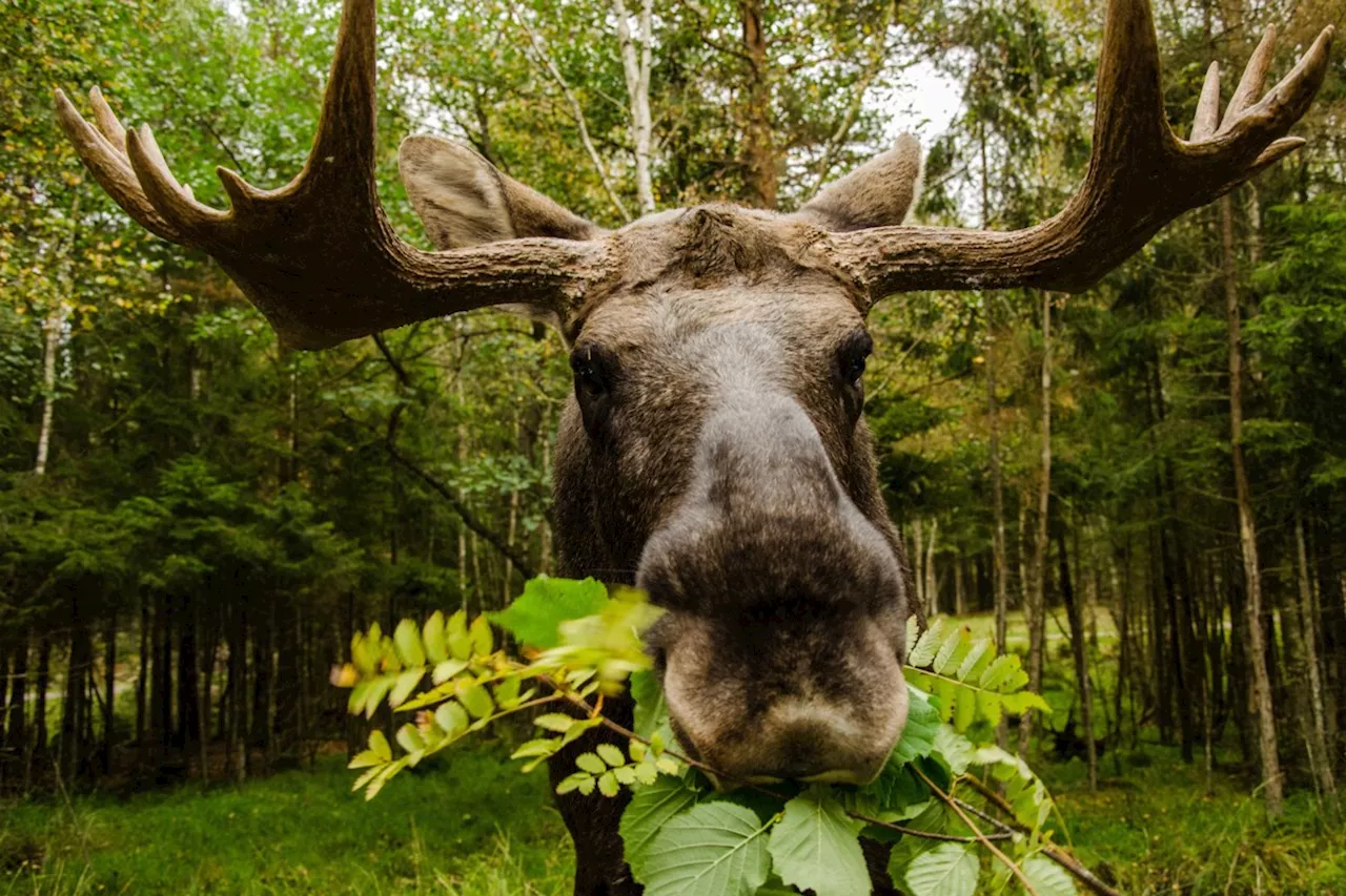 Sault Ste. Marie Man Fined for Illegal Moose Hunting