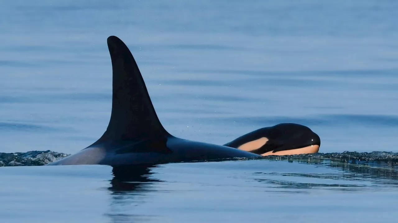 Orca-Mutter trauert um ihr Kalb