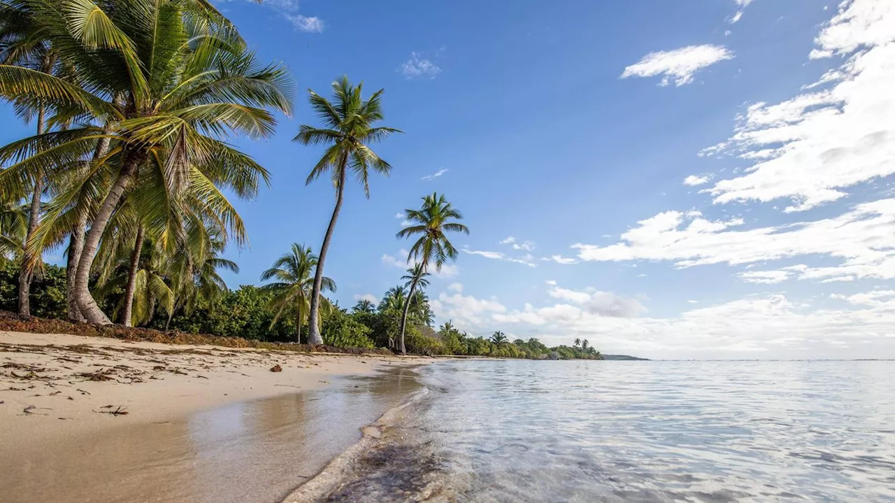 Karibik-Paradies Guadeloupe verliert seine Kokospalmen