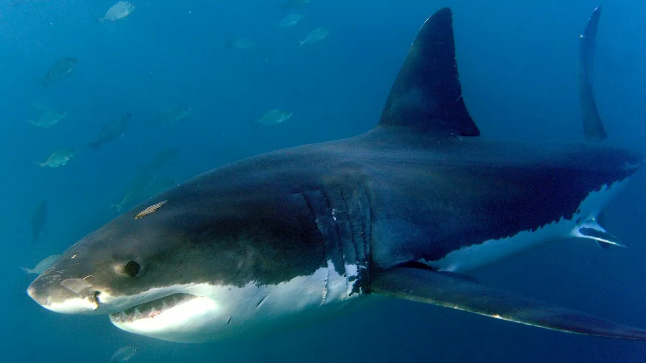 Surfer nach Haiangriff in Australien vermisst