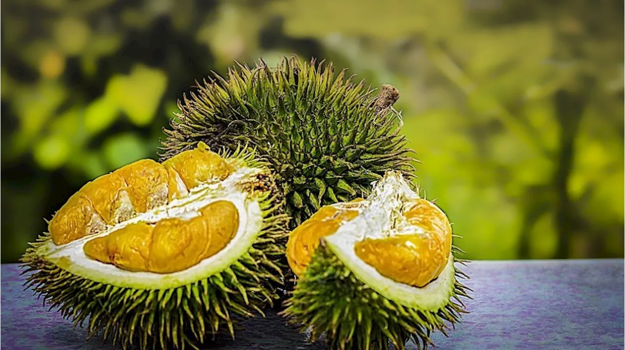 Mantan Aktris Hong Kong Amy Yip Luncurkan Proyek Hotel Unik Bertema Durian Pertama di Asia Tenggara