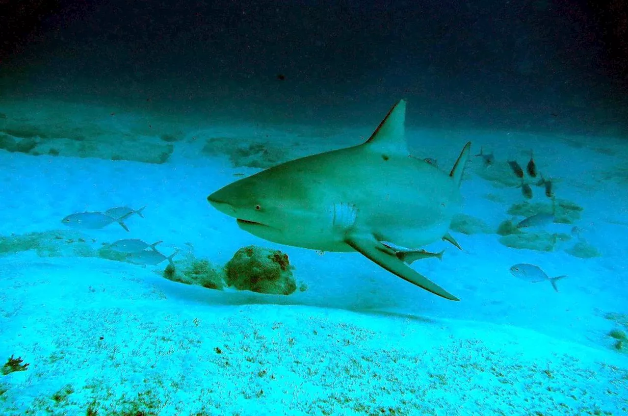 Attaque mortelle de requin en Nouvelle-Calédonie : un homme de 40 ans tué alors qu’il pêchait