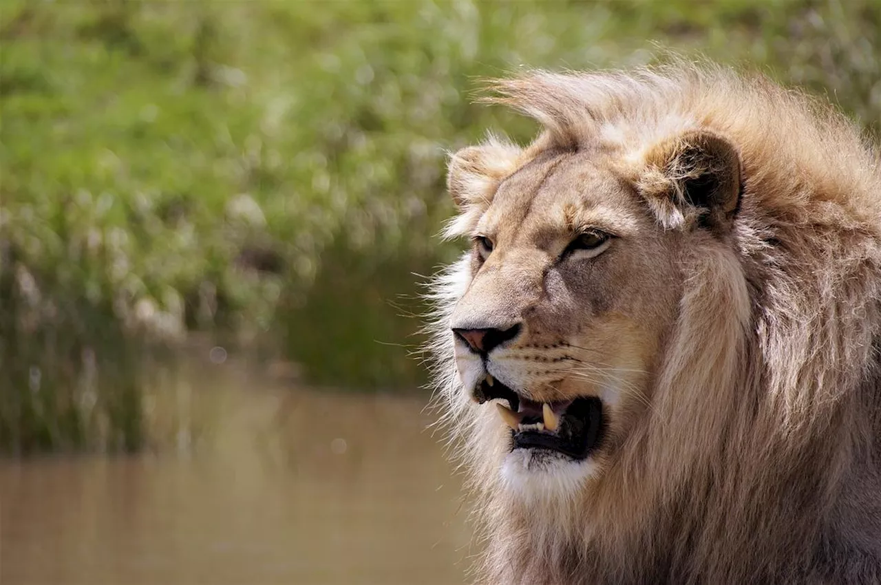 Un garçon de 7 ans retrouvé vivant après cinq jours dans un parc truffé de lions