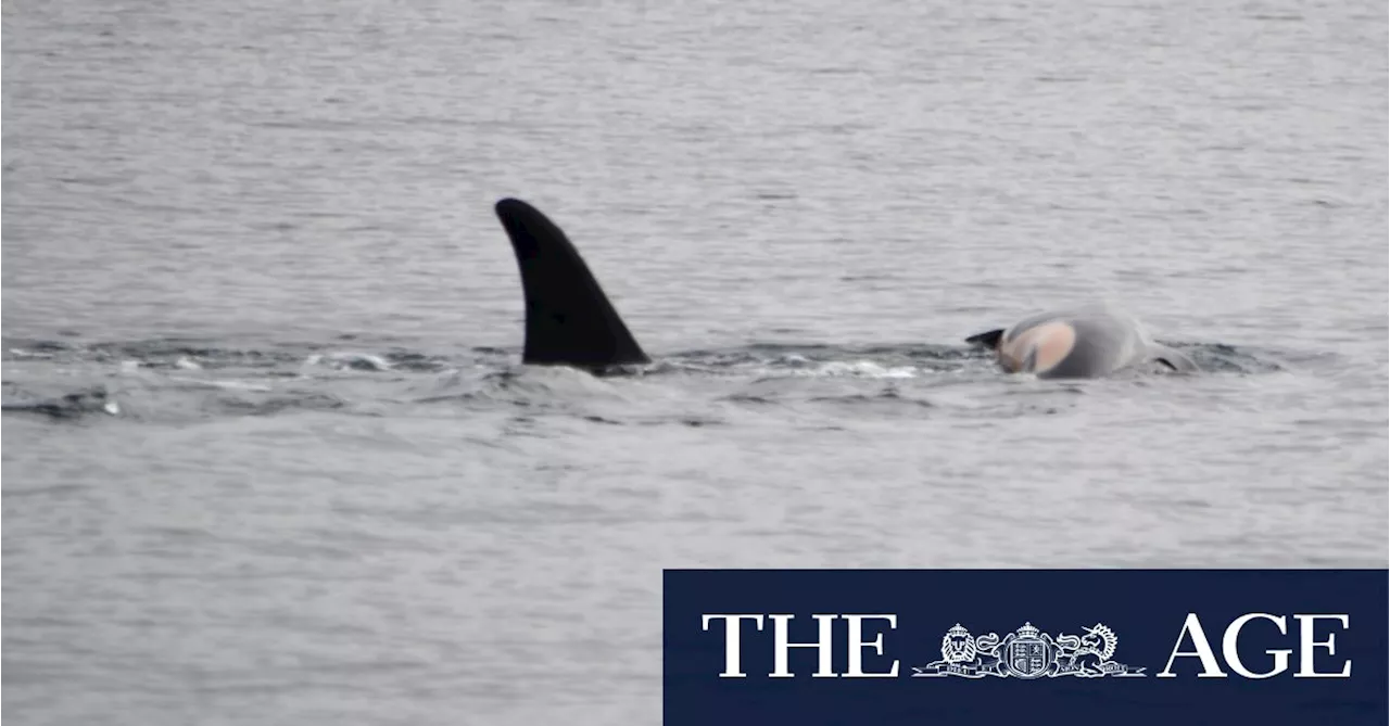 Endangered Orca Carries Dead Calf Again, Displaying Grief