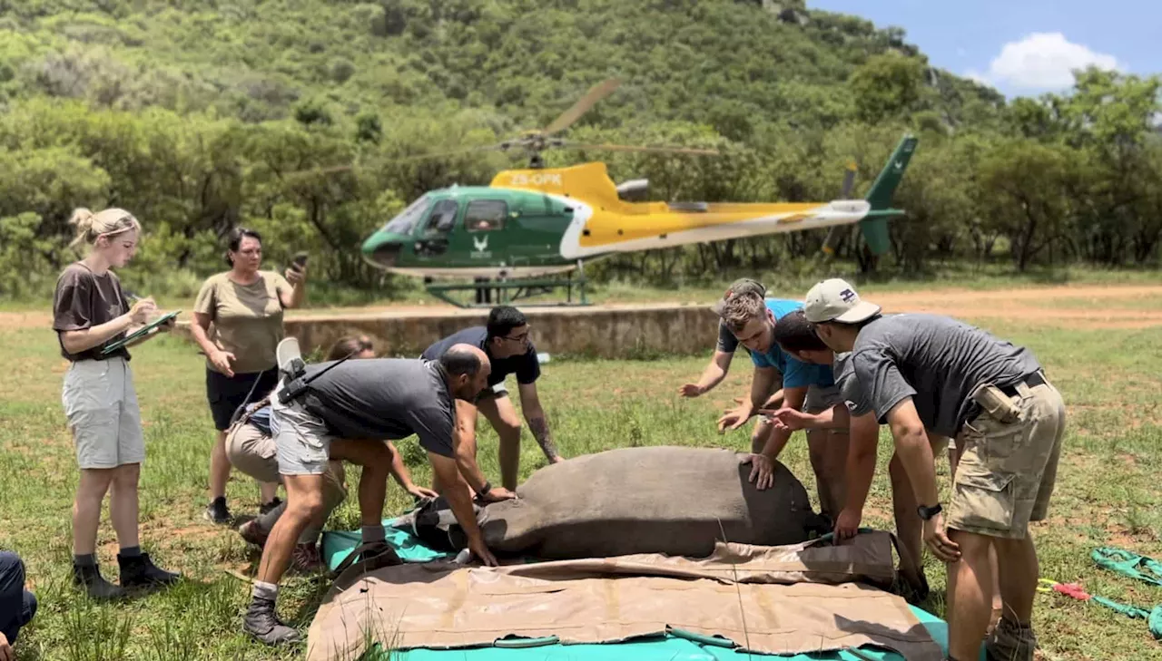 Two Rhino Orphans Rescued After Poaching Deaths in Kruger National Park