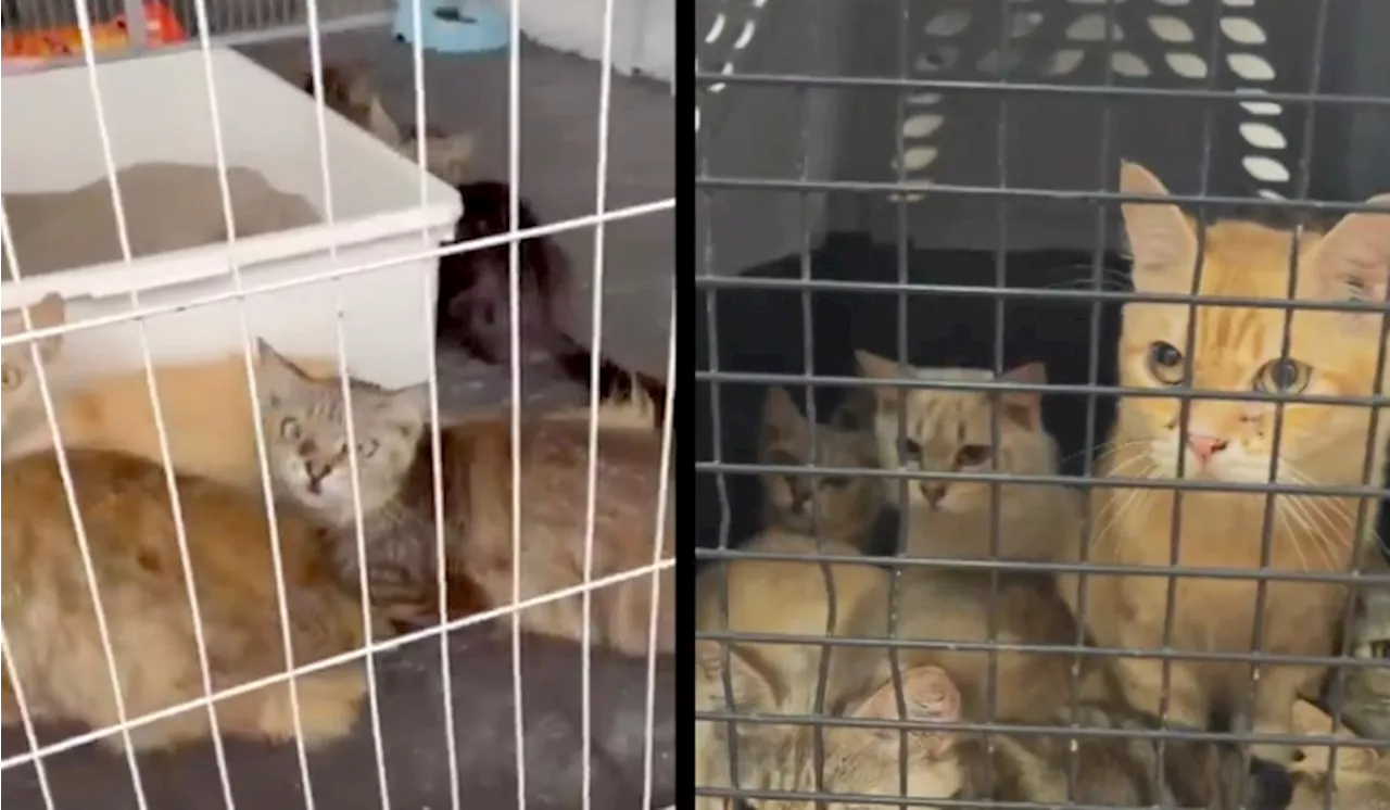 Stray Free Foundation Rescues 17 Cats from Backyard Breeder