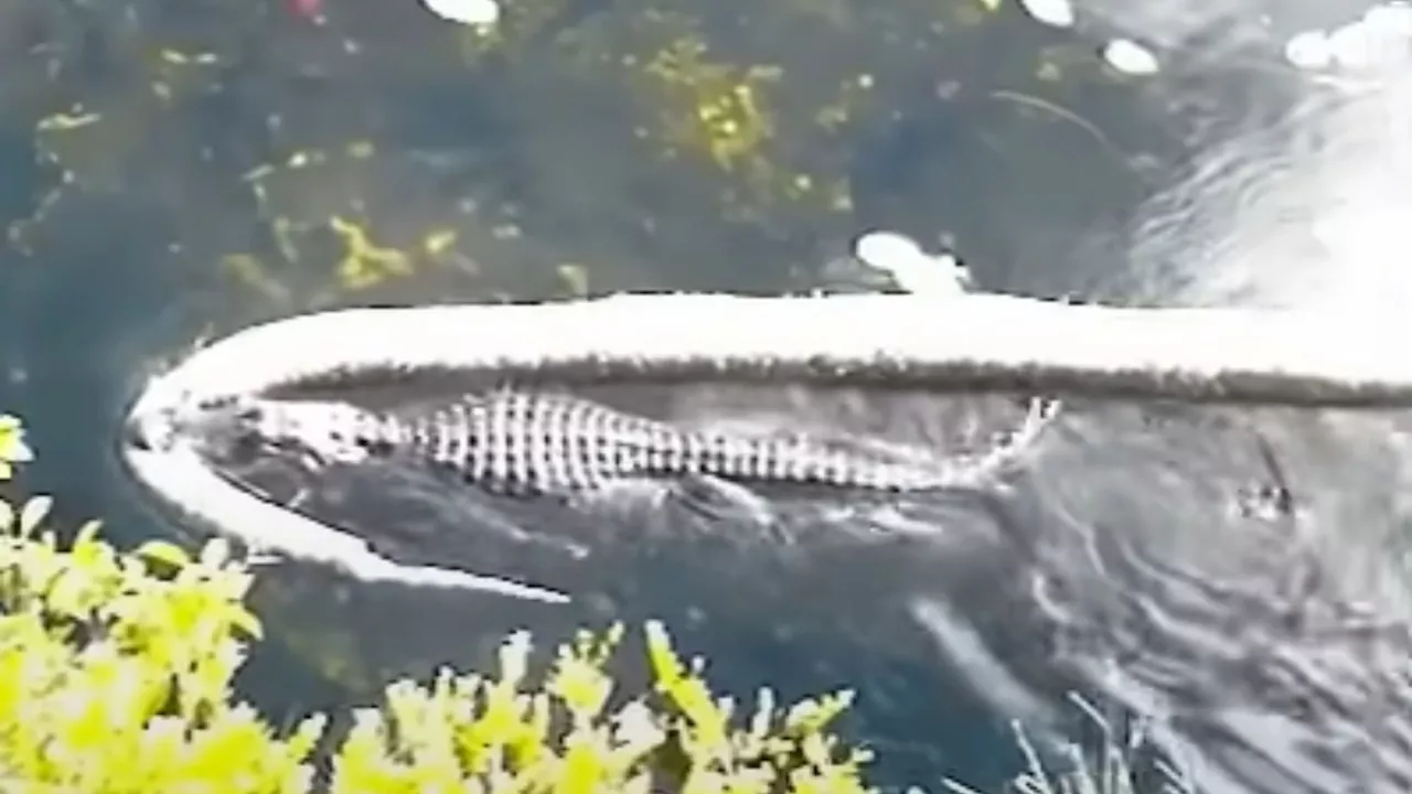 12ft Alligator 'Godzilla' Drags Huge Python Twice Its Size Through Everglades