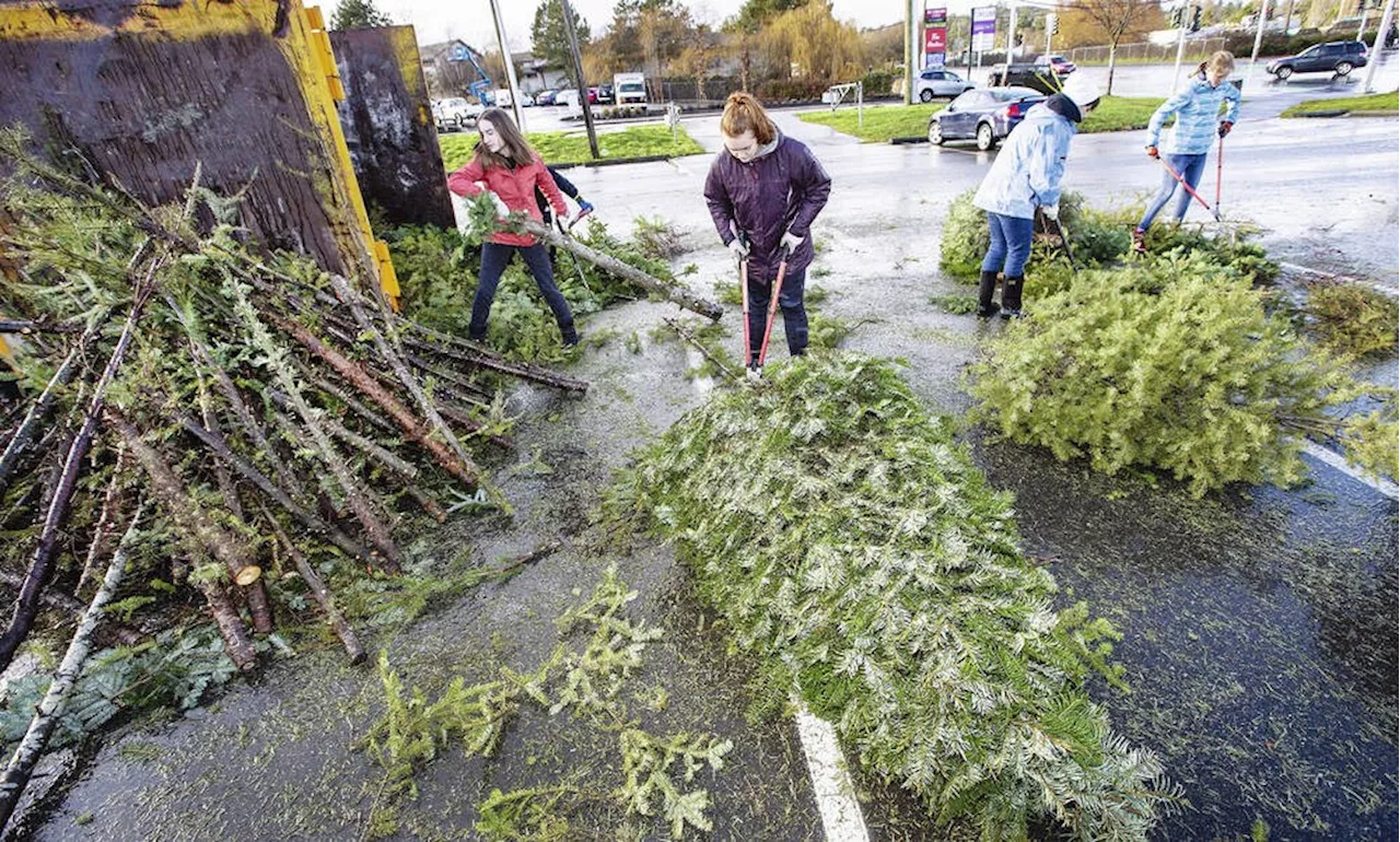 Get Rid of Your Christmas Trees with Free Chipping Events