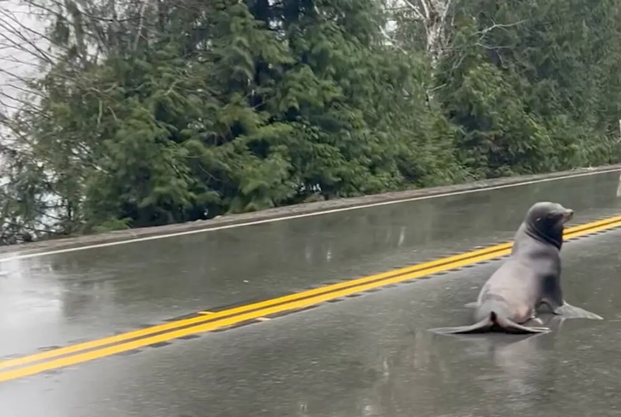 Wayward Sea Lion Causes Traffic Delays Again on Highway 4