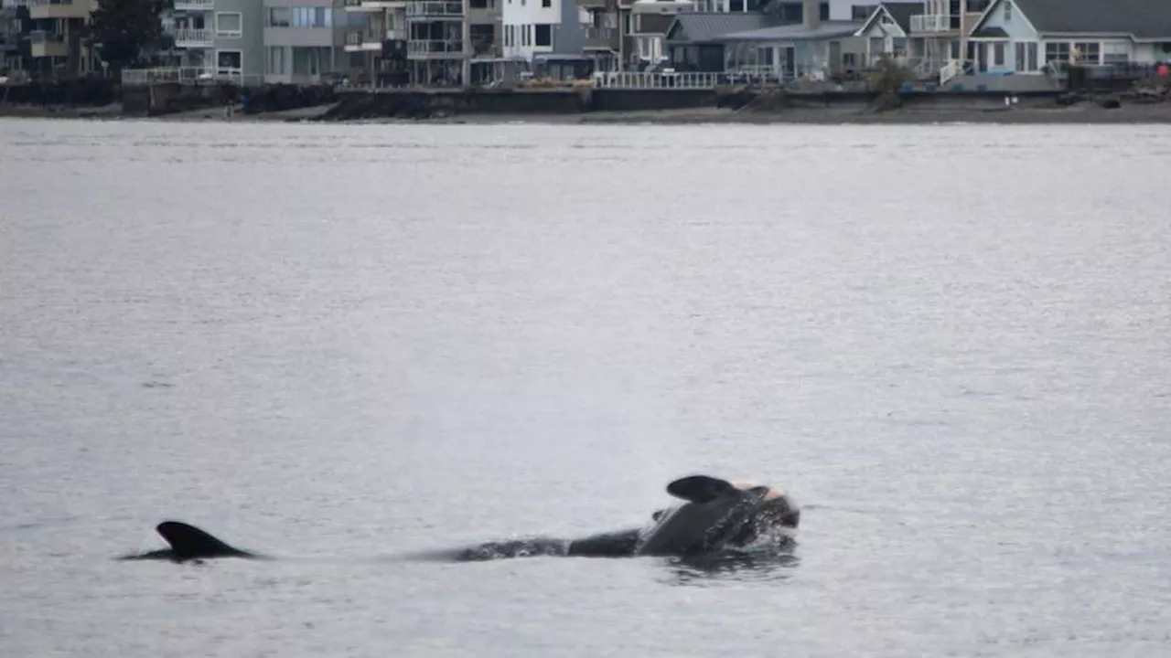 Tahlequah, the Mourning Orca, Carries Dead Calf Once More