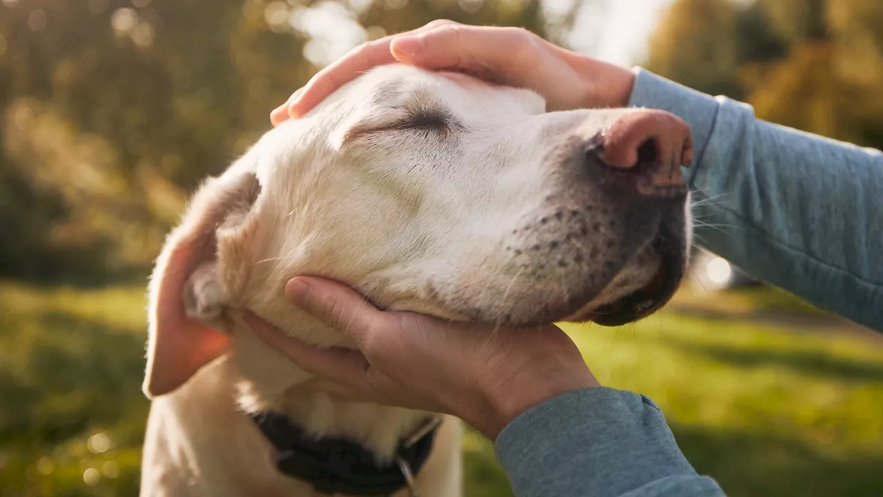 Milano Consente la Tumulazione di Animali Domestici nei Cimitero