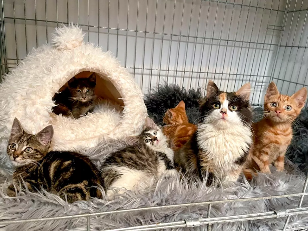 Syv kattunger funnet sultne og iskalde på gjenvinningsstasjonen