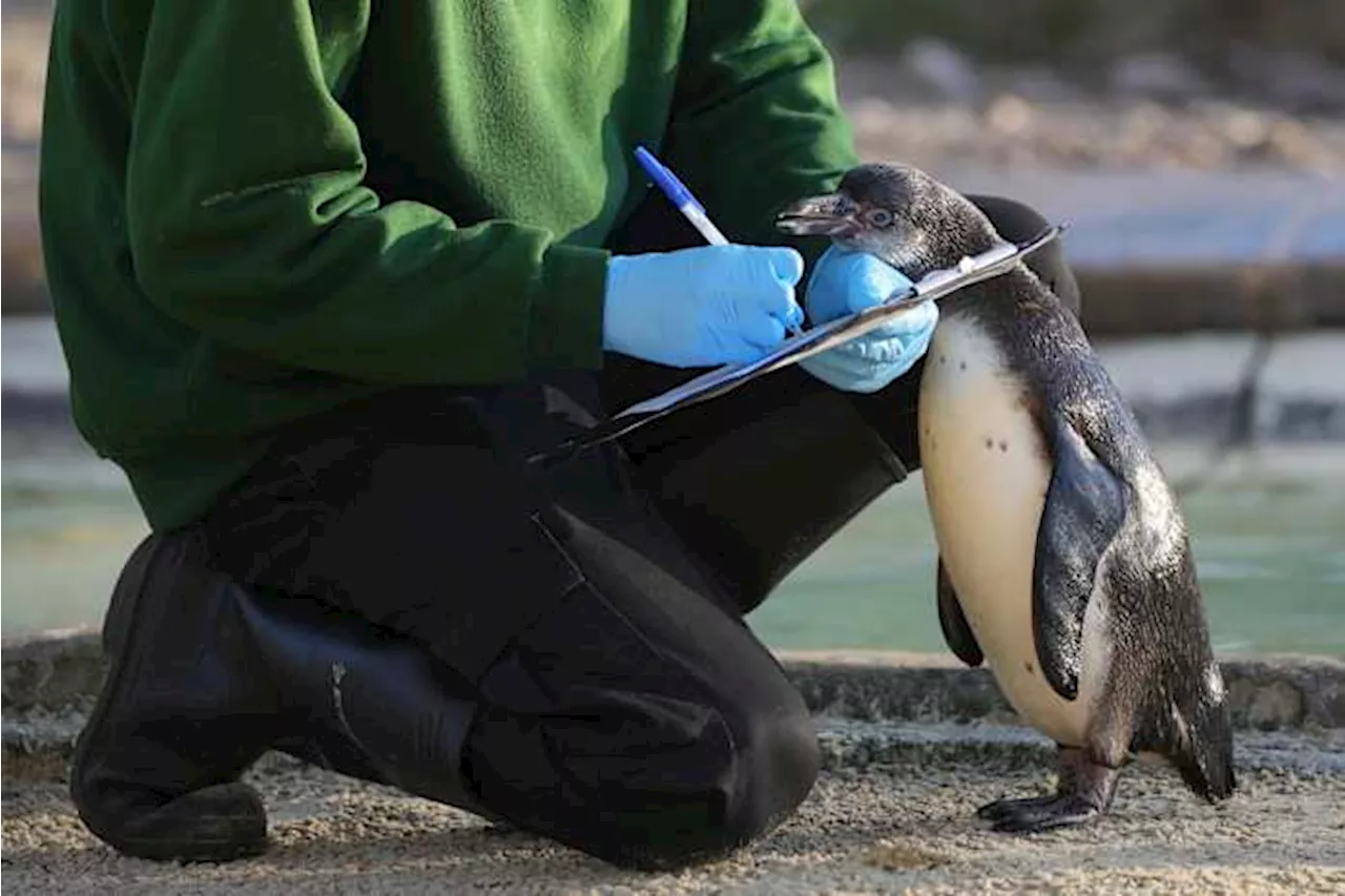 London Zoo Counts Animals During Annual Stocktake