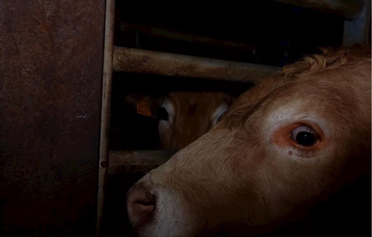 Abattoir Rhône Ouest : Des vidéos révèlent des pratiques d'abattage cruelles et illégales