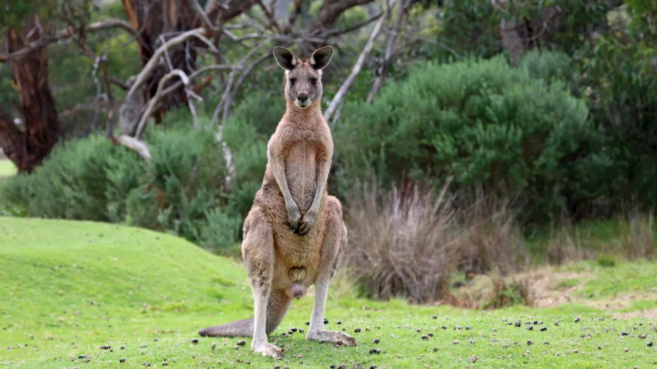 Kangaroo attack: Queensland man flown to hospital after being clawed by huge roo at his Willows home