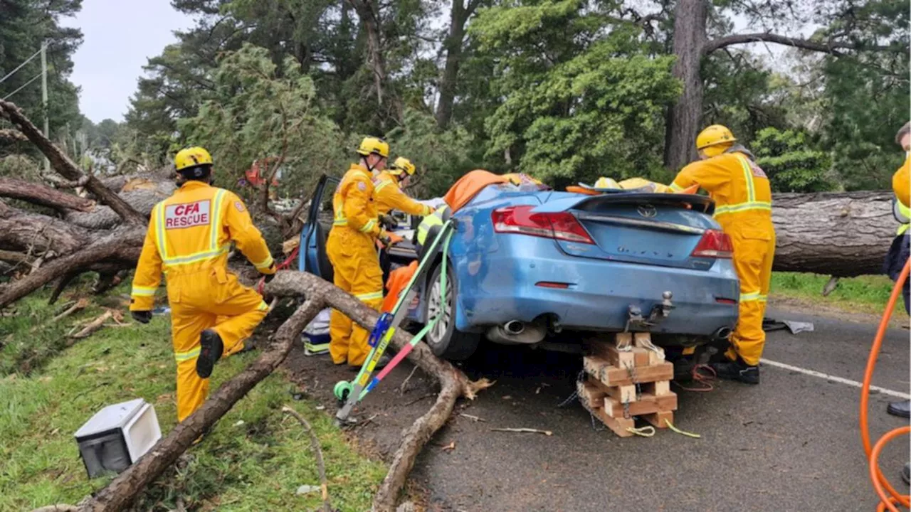 ‘Why’s my airbag out?’: Mark details the freak accident that left him injured and trapped beneath a fallen tree in Tuerong