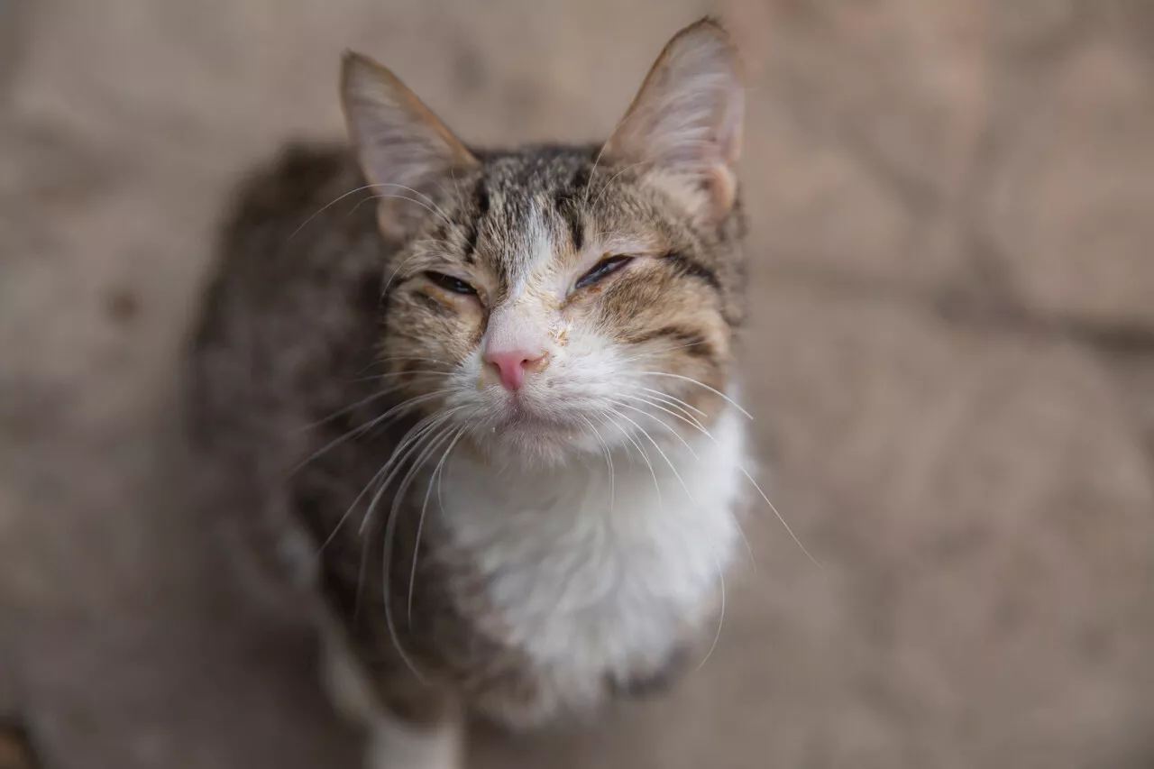 Strasbourg, première ville à signer la Déclaration européenne des droits de l’animal