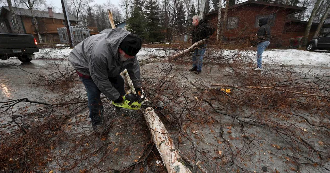 How Trees Survive Alaska's Blustery Winter