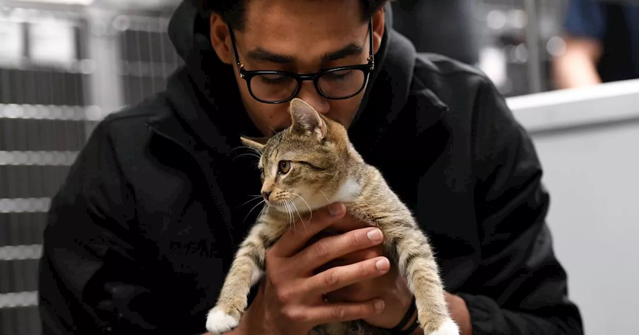 Jordan Poole: NBA Star and Cat Crusader