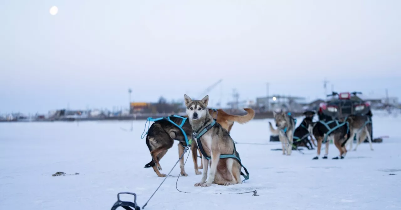 How a warming climate is part of a shift in sled dog genetics