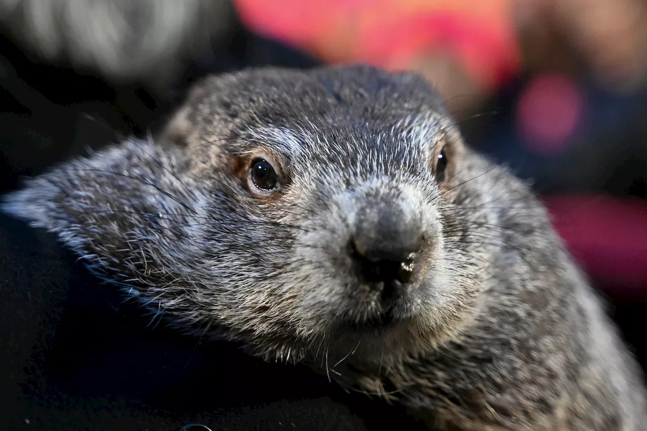 Punxsutawney Phil Predicts Spring's Arrival