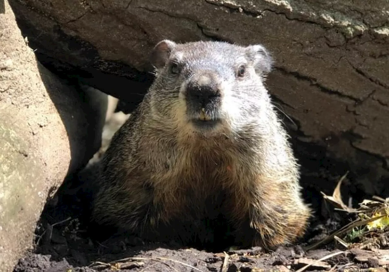 NYC's Groundhog Chuck Predicts Spring: Will He Be Right?